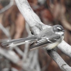 Rhipidura albiscapa (Grey Fantail) at Wattle Ridge - 5 Mar 2020 by GlossyGal