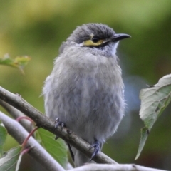 Caligavis chrysops (Yellow-faced Honeyeater) at Burradoo, NSW - 6 Mar 2020 by GlossyGal