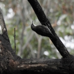 Cormobates leucophaea (White-throated Treecreeper) at Nattai National Park - 6 Mar 2020 by GlossyGal