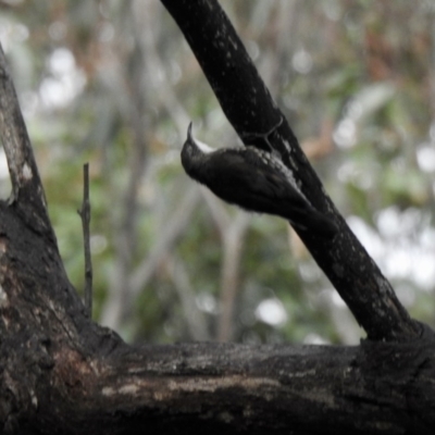 Cormobates leucophaea (White-throated Treecreeper) at Nattai National Park - 6 Mar 2020 by GlossyGal