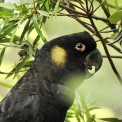 Zanda funerea (Yellow-tailed Black-Cockatoo) at Burradoo, NSW - 8 Mar 2020 by GlossyGal