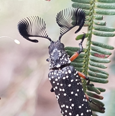 Rhipicera (Agathorhipis) femorata (Feather-horned beetle) at Weetangera, ACT - 8 Mar 2020 by trevorpreston