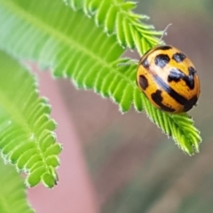 Peltoschema oceanica (Oceanica leaf beetle) at Weetangera, ACT - 8 Mar 2020 by trevorpreston