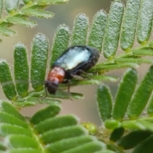 Adoxia benallae at Dunlop, ACT - 8 Mar 2020