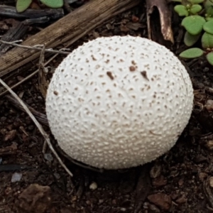 zz puffball at Weetangera, ACT - 8 Mar 2020