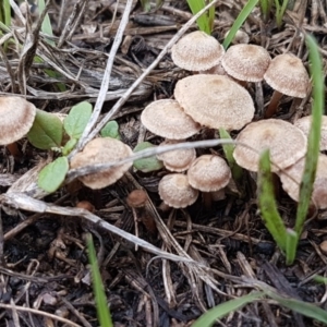 Crinipellis australis at Weetangera, ACT - 8 Mar 2020