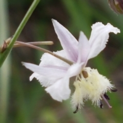 Arthropodium milleflorum (Vanilla Lily) at Dunlop, ACT - 8 Mar 2020 by tpreston