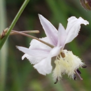 Arthropodium milleflorum at Dunlop, ACT - 8 Mar 2020 03:31 PM