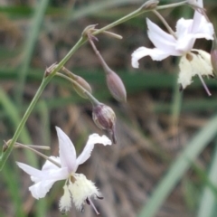 Arthropodium milleflorum at Dunlop, ACT - 8 Mar 2020 03:31 PM