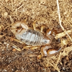 Urodacus manicatus (Black Rock Scorpion) at The Pinnacle - 8 Mar 2020 by tpreston