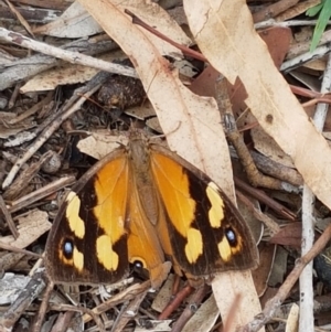 Heteronympha merope at Dunlop, ACT - 8 Mar 2020