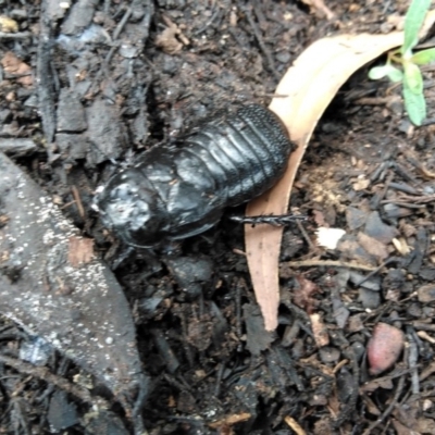 Panesthia sp. (genus) (Wood cockroach) at Surf Beach, NSW - 7 Mar 2020 by LyndalT