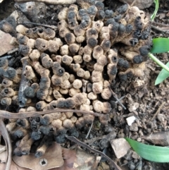 Unidentified Fungus at Surf Beach, NSW - 7 Mar 2020 by LyndalT