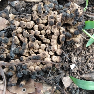 Unidentified Fungus at Surf Beach, NSW - 7 Mar 2020 by LyndalT