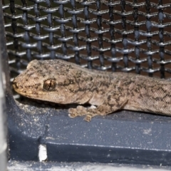 Christinus marmoratus (Southern Marbled Gecko) at Higgins, ACT - 7 Mar 2020 by AlisonMilton
