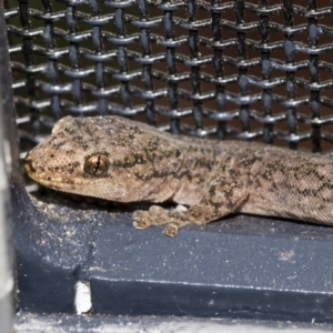 Christinus marmoratus at Higgins, ACT - 7 Mar 2020 12:36 PM