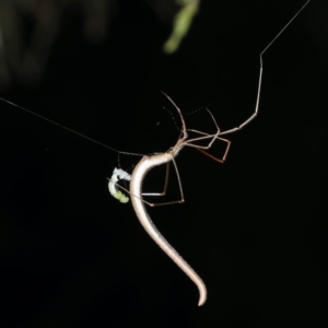 Ariamnes sp. (genus) at Ainslie, ACT - 17 Nov 2019