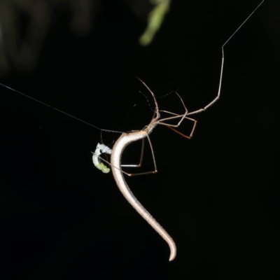 Ariamnes sp. (genus) (A whip spider) at Ainslie, ACT - 17 Nov 2019 by jbromilow50
