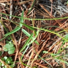 Grona varians (Slender Tick-Trefoil) at Isaacs, ACT - 8 Mar 2020 by Mike