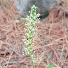 Plantago sp. (Plantain) at Isaacs, ACT - 9 Mar 2020 by Mike