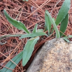 Plantago sp. at Isaacs, ACT - 9 Mar 2020 04:49 PM