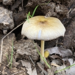 Bolbitius vitellinus (Bolbitius vitellinus) at Quaama, NSW - 8 Mar 2020 by FionaG