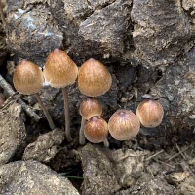 Panaeolus sp. (Panaeolus) at Quaama, NSW - 8 Mar 2020 by FionaG