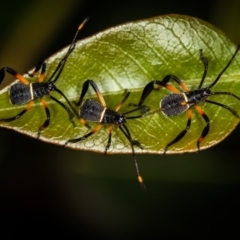 Mictis profana (Crusader Bug) at Bruce Ridge to Gossan Hill - 23 Nov 2011 by Bron