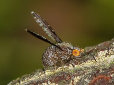 Trypetisoma digitatum (A lauxaniid fly) at Bruce, ACT - 23 Nov 2011 by Bron