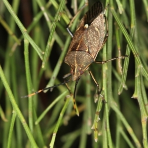 Omyta centrolineata at Bruce, ACT - 23 Nov 2011