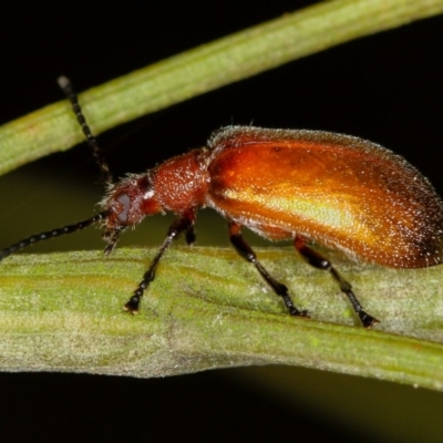 Ecnolagria grandis (Honeybrown beetle) at Bruce Ridge to Gossan Hill - 23 Nov 2011 by Bron