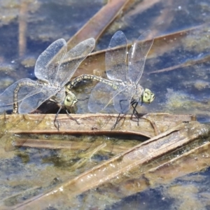 Anax papuensis at Gungahlin, ACT - 28 Oct 2019 01:26 PM