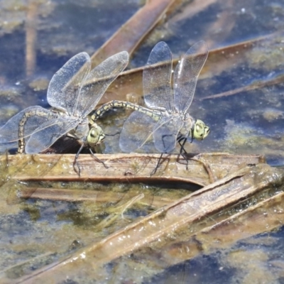 Anax papuensis (Australian Emperor) at Gungahlin, ACT - 28 Oct 2019 by AlisonMilton