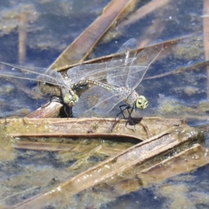 Anax papuensis at Gungahlin, ACT - 28 Oct 2019