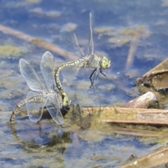 Anax papuensis at Gungahlin, ACT - 28 Oct 2019 01:26 PM