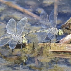 Anax papuensis at Gungahlin, ACT - 28 Oct 2019