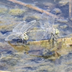 Anax papuensis at Gungahlin, ACT - 28 Oct 2019 01:26 PM