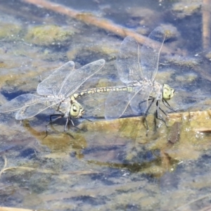 Anax papuensis at Gungahlin, ACT - 28 Oct 2019