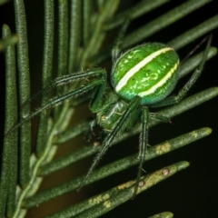 Araneus ginninderranus (Dondale's Orb-weaver) at Bruce, ACT - 23 Nov 2011 by Bron