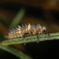 Harmonia conformis (Common Spotted Ladybird) at Bruce, ACT - 23 Nov 2011 by Bron