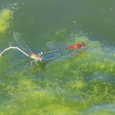 Xanthagrion erythroneurum (Red & Blue Damsel) at Gungahlin, ACT - 28 Oct 2019 by AlisonMilton