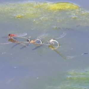 Xanthagrion erythroneurum at Gungahlin, ACT - 28 Oct 2019