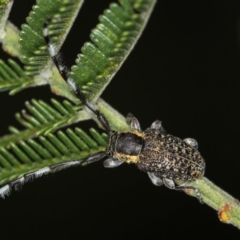 Ancita marginicollis (A longhorn beetle) at Bruce, ACT - 23 Nov 2011 by Bron