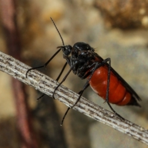 Sciaridae sp. (family) at Bruce, ACT - 23 Nov 2011