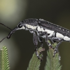 Rhinotia sp. (genus) (Unidentified Rhinotia weevil) at Bruce Ridge to Gossan Hill - 23 Nov 2011 by Bron