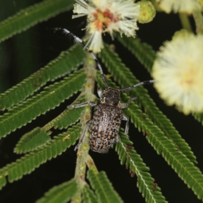 Ancita sp. (genus) (Longicorn or longhorn beetle) at Bruce, ACT - 23 Nov 2011 by Bron