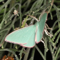 Chlorocoma undescribed species MoVsp3 (An Emerald moth) at Ainslie, ACT - 17 Nov 2019 by jbromilow50