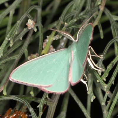Chlorocoma undescribed species MoVsp3 (An Emerald moth) at Mount Ainslie - 17 Nov 2019 by jb2602