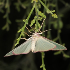Chlorocoma (genus) (Emerald moth) at Ainslie, ACT - 17 Nov 2019 by jb2602