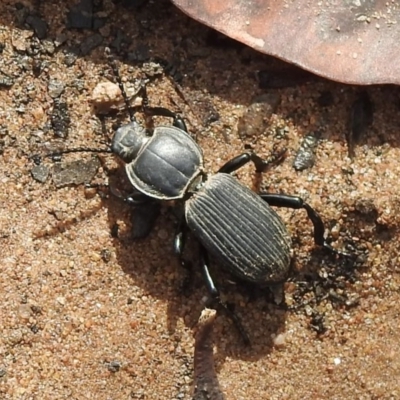 Unidentified Darkling beetle (Tenebrionidae) at Wattle Ridge, NSW - 5 Mar 2020 by GlossyGal
